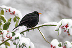 common blackbird