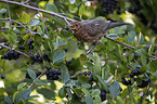 common blackbird