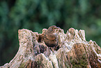 common blackbird