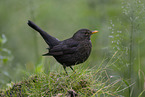 Blackbird