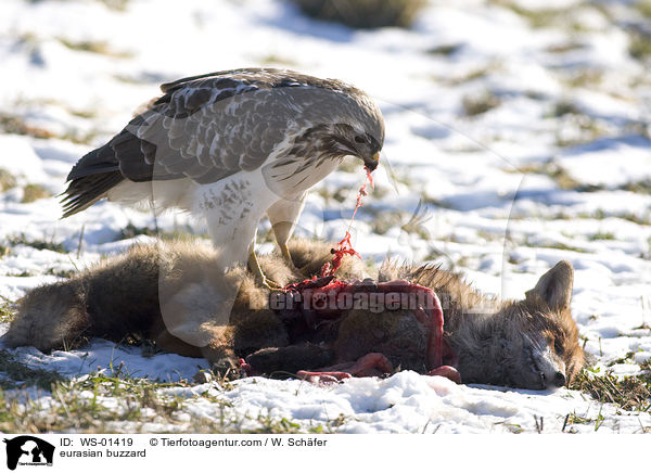 Musebussard an einem toten Fuchs / eurasian buzzard / WS-01419