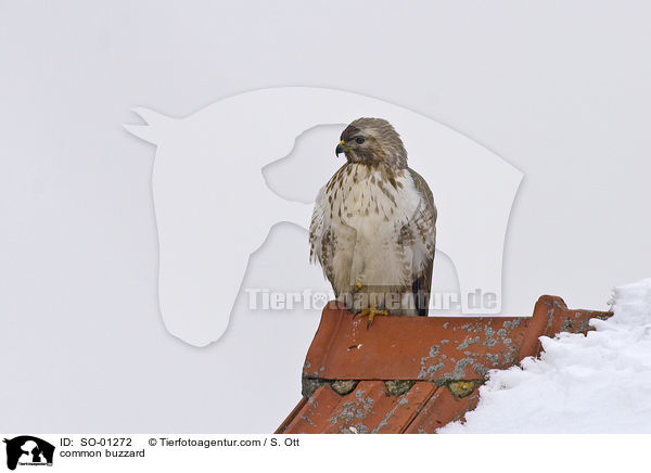 common buzzard / SO-01272