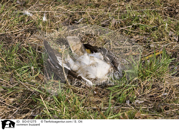 Musebussard / common buzzard / SO-01275