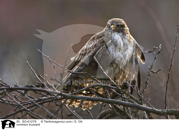 Musebussard / common buzzard / SO-01279