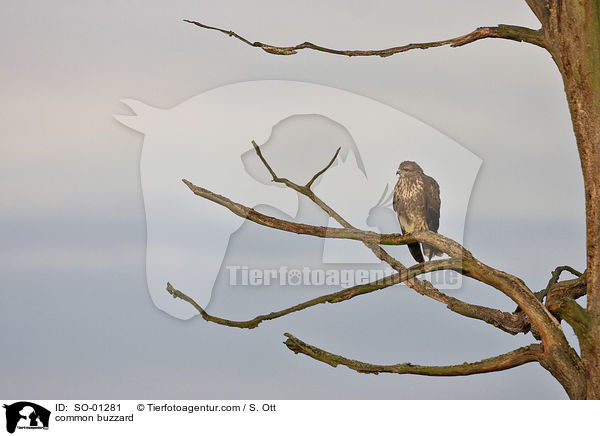 Musebussard / common buzzard / SO-01281