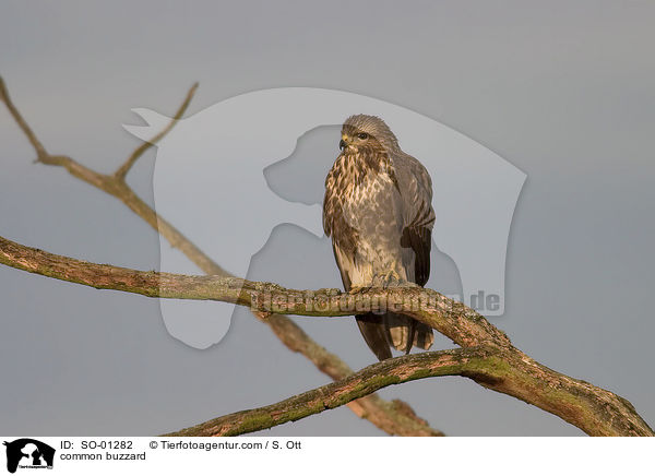 Musebussard / common buzzard / SO-01282