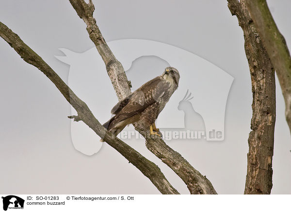 Musebussard / common buzzard / SO-01283