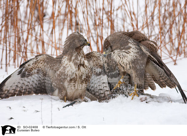 Eurasian Buteo / SO-02468