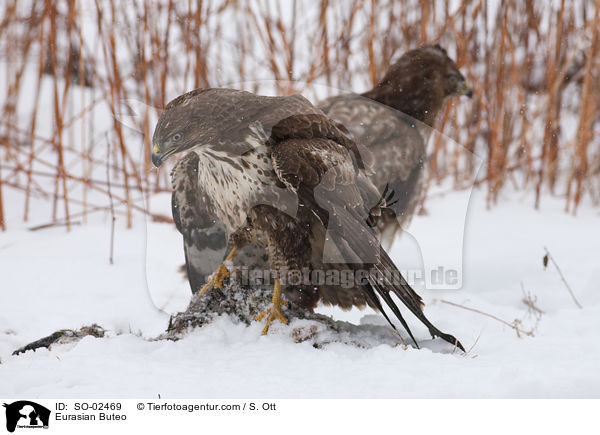 Musebussarde / Eurasian Buteo / SO-02469