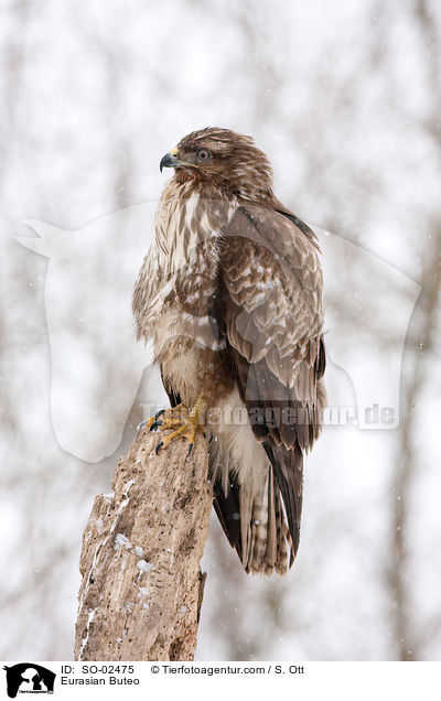 Musebussard / Eurasian Buteo / SO-02475