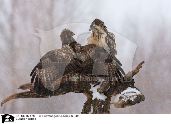 Musebussarde / Eurasian Buteo / SO-02478