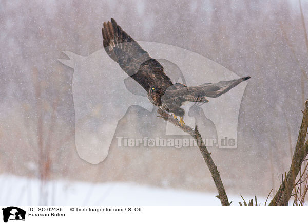 Eurasian Buteo / SO-02486