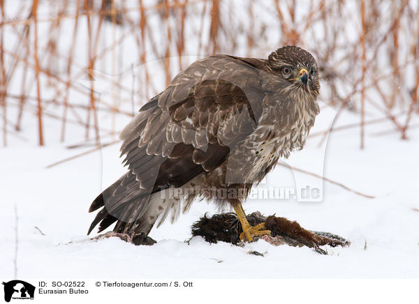 Eurasian Buteo / SO-02522