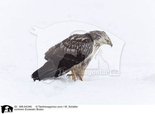 common Eurasian Buteo / WS-04346