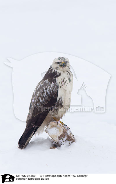 common Eurasian Buteo / WS-04350