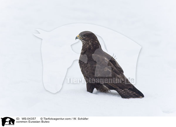 common Eurasian Buteo / WS-04357