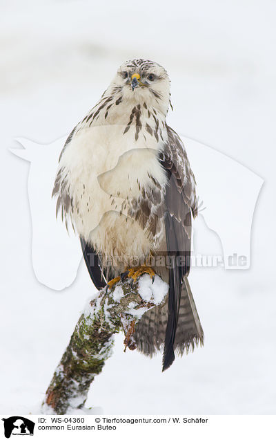 common Eurasian Buteo / WS-04360