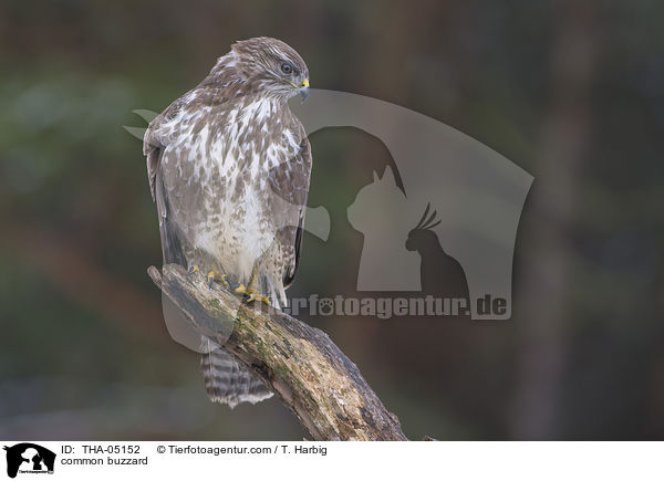 common buzzard / THA-05152