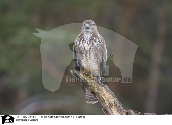 common buzzard / THA-05153