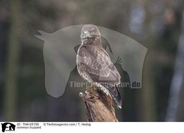 common buzzard / THA-05158