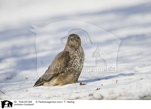 common buzzard / THA-05168