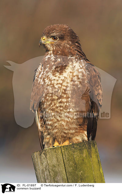 common buzzard / FL-01897