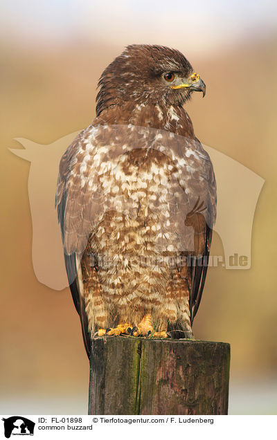 common buzzard / FL-01898