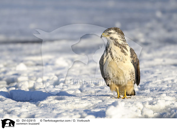 common buzzard / DV-02915