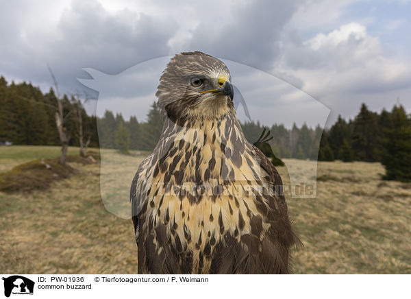 common buzzard / PW-01936