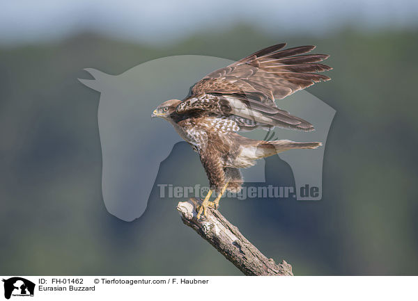 Eurasian Buzzard / FH-01462