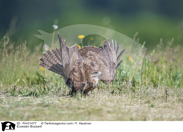 Eurasian Buzzard / FH-01477