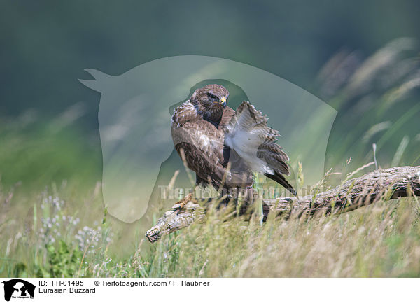 Eurasian Buzzard / FH-01495