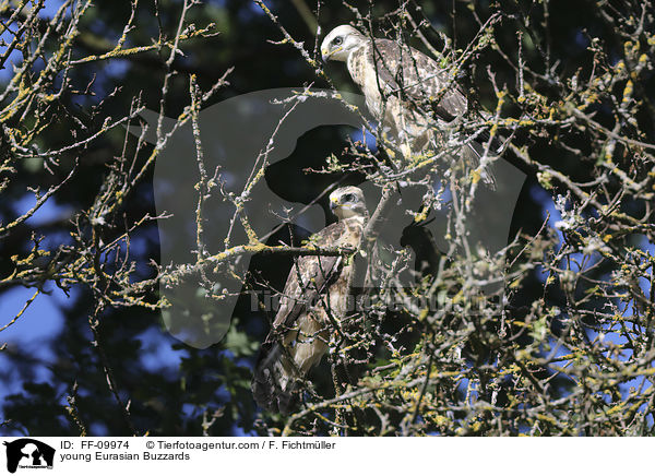 young Eurasian Buzzards / FF-09974