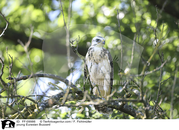 young Eurasian Buzzard / FF-09986