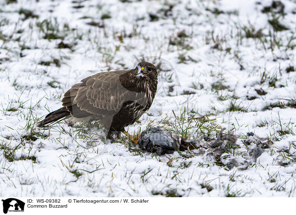 Common Buzzard / WS-09382