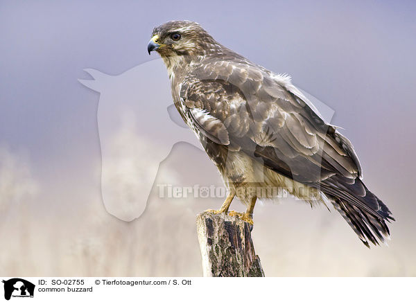 common buzzard / SO-02755