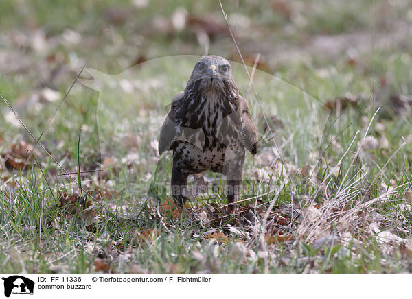 common buzzard / FF-11336