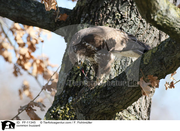 Musebussard / common buzzard / FF-11345