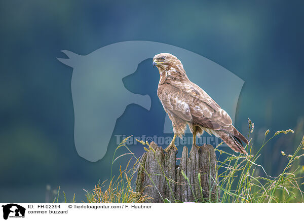 common buzzard / FH-02394