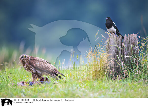 Musebussard / common buzzard / FH-02395