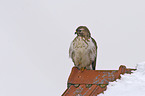 common buzzard