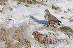 common buzzard