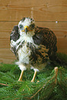 young Eurasian Buteo