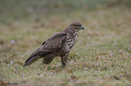 common buzzard