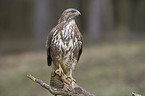 common buzzard