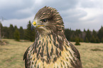 common buzzard