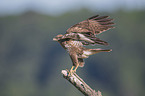 Eurasian Buzzard