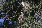 young Eurasian Buzzards