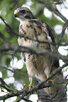 young Eurasian Buzzard