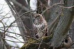 common buzzard